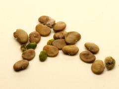 (Illinois Tick Trefoil) seeds