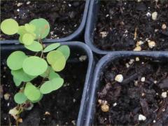 (Lead Plant) seedling