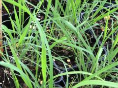(Side-oats Grama) seedling