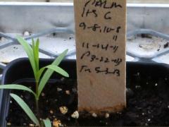 (Prairie Coreopsis) seedling
