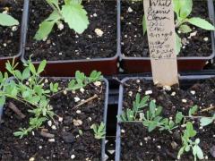 (White Prairie Clover) seedling