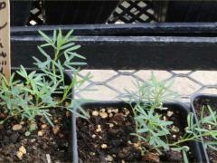 (Purple Prairie Clover) seedling