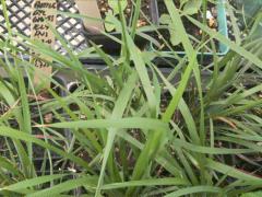 (Bottlebrush Grass) seedling