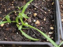 (Prairie Blazing Star) seedling