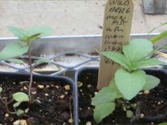 (Wild Bergamot) seedling