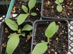 (Wild Quinine) seedling