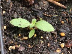(Yellow Coneflower) seedling