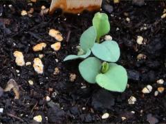 (Smooth Blue Aster) seedling