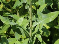 (Common Sow Thistle) leaves