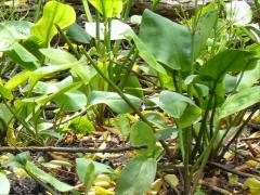 (Common Water Plantain)
