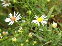 (Hairy Aster)