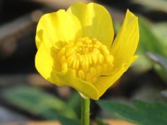 (Hispid Buttercup) inflorescence
