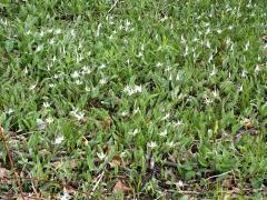(White Trout Lily) colony