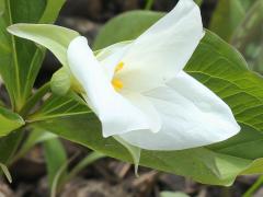 (Large White Trillium) flower