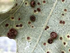(Swamp White Oak) Oak Button Gall Wasp underside galls on Swamp White Oak