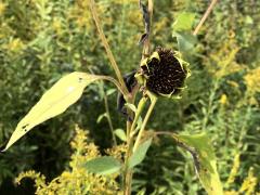 (Garden Sunflower) inflorescence