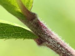 (Tall Ironweed) stem