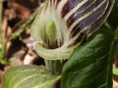(Jack-in-the-Pulpit) spadix