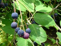 (Juneberry) fruit