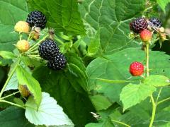 (Black Raspberry) fruit