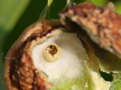 Succulent Oak Gall Wasp open gall on Pin Oak