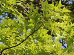 (Pin Oak) leaves