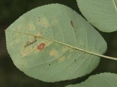 Cedar-Hawthorn Rust underside spots on Serviceberry