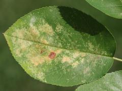 Cedar-Hawthorn Rust upperside spots on Serviceberry