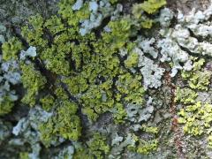 Powdery Sunburst Lichen on Serviceberry