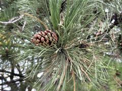 (Red Pine) branch