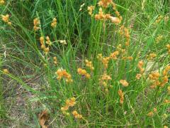 (Crested Oval Sedge)