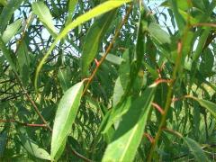 (Peach-leaved Willow) leaves
