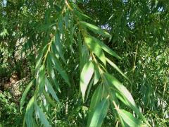 (Weeping Willow) leaves