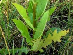 (Moth Mullein) leaves
