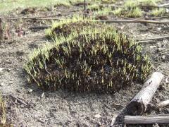 (Prairie Dropseed) emergent