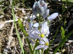 (Wild Hyacinth)