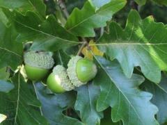 (Swamp White Oak) fruit