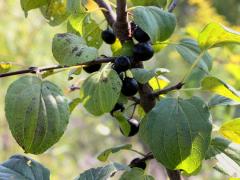 (Common Buckthorn) fruit