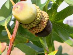 (White Oak) fruit