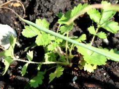 (Prairie Cinquefoil) seedling