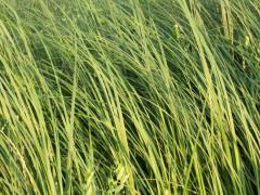 (Prairie Cord Grass)