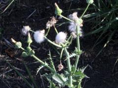 (Spiny Sow Thistle)