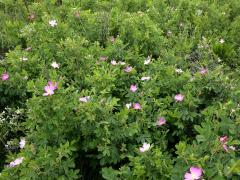 (Early Wild Rose) colony