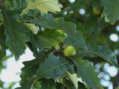 (Swamp White Oak) fruit