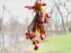 (Red Maple) flowers