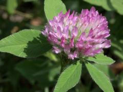 (Red Clover)