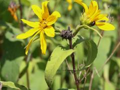 (Prairie Sunflower) flowers