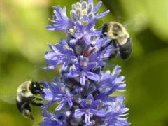 (Pickerelweed) Bumbles