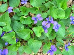 (Common Blue Violet)
