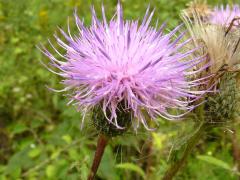(Tall Thistle)